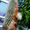 Espostoa_hylaea